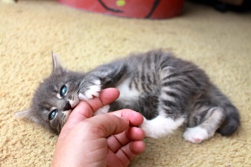 Sahibinin elini ısıran yavru kedi