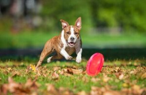 Köpekler İçin En İyi Oyuncaklar