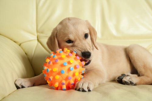 top çiğneyen köpek