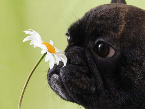 köpekler polenden hapşırır