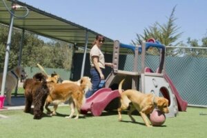 Parkta gezdirilen üç adet köpek