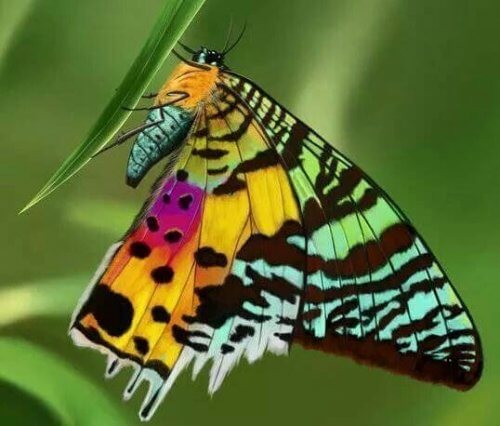 renkli kelebek