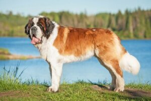 Saint Bernard: Doğuştan Koruyucu Bir Tür