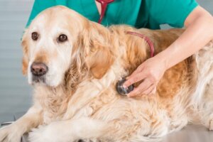 Köpeğim Kaza Geçirdi: Yapmanız Gerekenler
