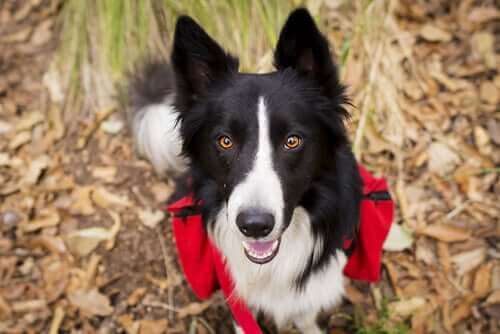 border collie cinsi köpek