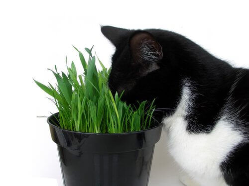 saksıdaki çimleri yiyen kedi