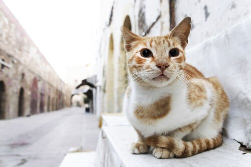 sarı sokak kedisi yerde oturuyor ve kediniz sinirli mi