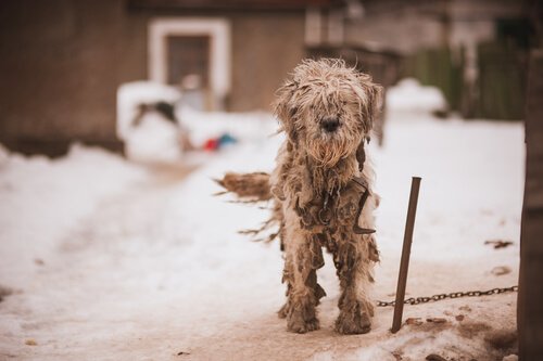 Sokakta, kürkü çok kötü hale gelmiş bir köpek.