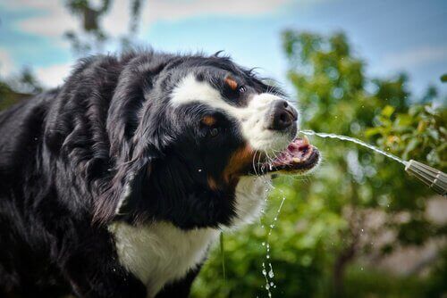 Köpeğiniz Aşırı Miktarda Su Mu İçiyor?