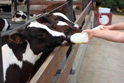 Vegan kıyafetler