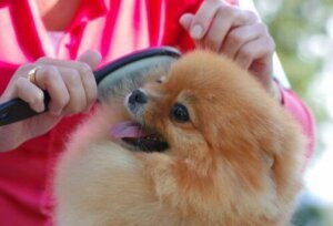 Kene tarağıyla taranan köpek