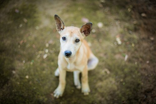 köpeğinizin taş yemesini engelleyin