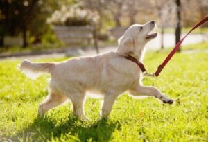 Parkta gezen tasmalı köpek