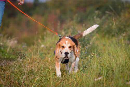 doğa yürüyüşüne en uygun köpekler