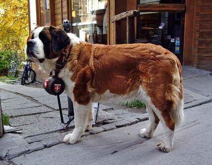 sevimli köpek yolda geziyor ve Saint Bernard