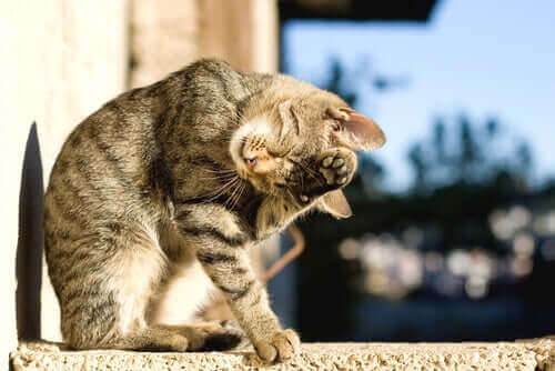 temizlik yapan kedi
