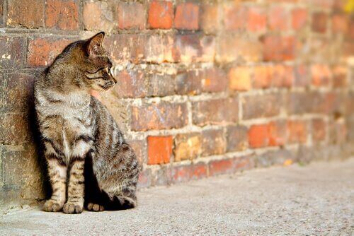 Dışarıdaki bir duvarın önünde duran bir kedi.