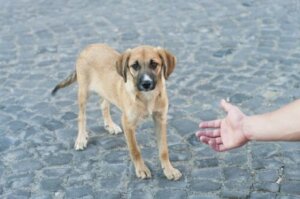 Yardım eli uzatılan bir terk edilmiş köpek.