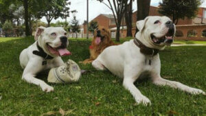 Toby ve dostu Sam yan yana