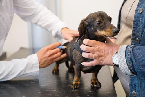 kuduz aşısı olan köpek