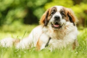 Alzheimer'lı bunak köpek