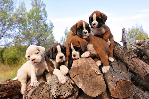 Birtakım odunların üstünde yatan köpek yavruları.