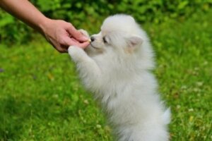 Sahibinin elinden yemek yiyen köpek