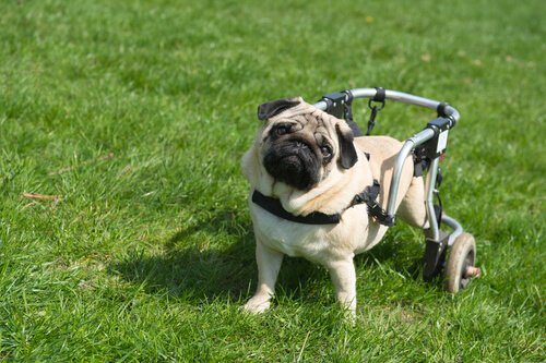 Felçli Köpekler Burunları Sayesinde Tekrar Yürüyor