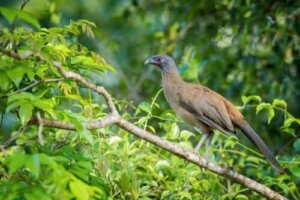 Tropik Bir Kuş: Rufous Vented Çaçalaka