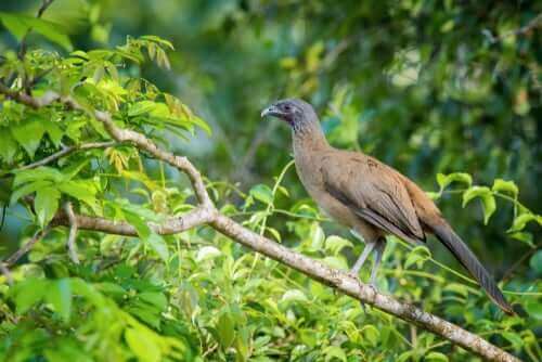 Tropik Bir Kuş: Rufous Vented Çaçalaka