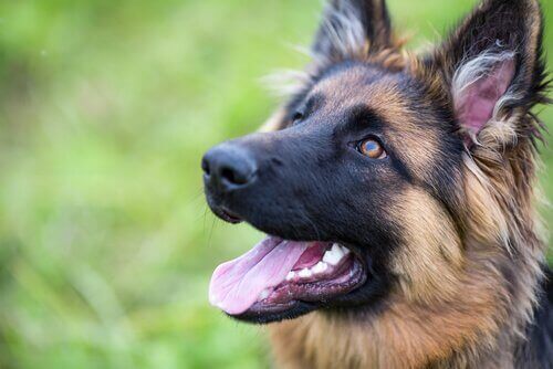 Köpeğinizin Özgüvenini Geliştirin