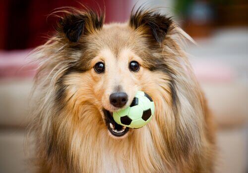 Köpeğiniz için Mükemmel Hediyeler