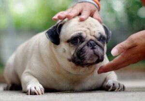 Köpek Obezitesi ve Sağlığa Zararları
