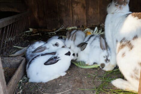 tavşan ailesi