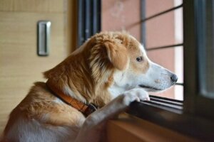 Sahibini bekleyen köpek