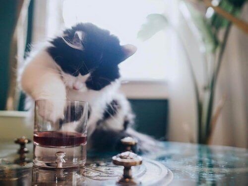 Masanın üstüne çıkmış bardağa patisini batıran siyah beyaz kedi