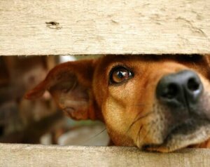 İstismar Edilmiş Bir Köpeğin Güvenini Kazanmak