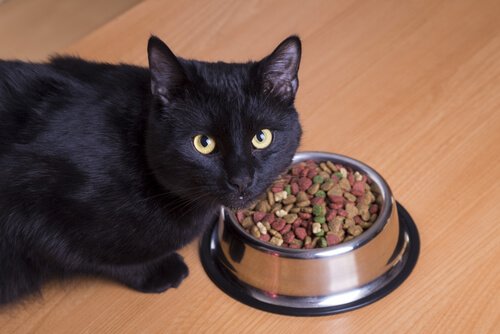 Streslerini Azaltmak İçin Kedi Oyuncakları