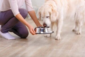 Köpek maması ve köpek
