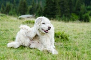 Köpeklerde Görülen En Yaygın Parazitler