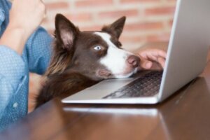 Ofiste sahibiyle bilgisayara bakan köpek