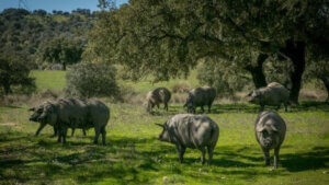Çimenliklerde gezen domuzlar ve afrika domuz gribi