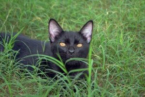 Bombay Kedisi: Evde Bir Panter