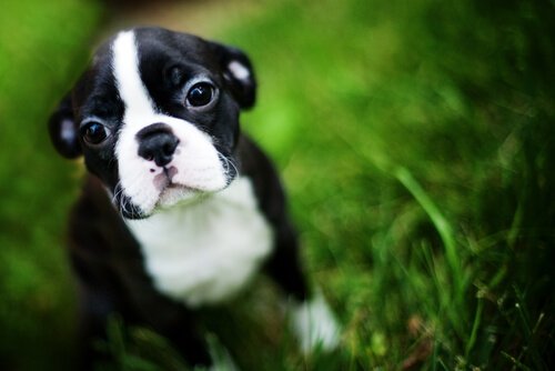 Bir Köpeğe Kendini Kontrol Etmeyi Nasıl Öğretirsiniz