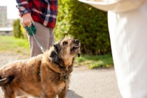 Köpeğim Delirdi Mi?