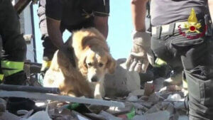 Depremden 9 Gün Sonra Kurtarılan Köpek