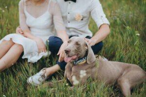 Köpeğinizi Düğününüze Götürmek İster Misiniz?