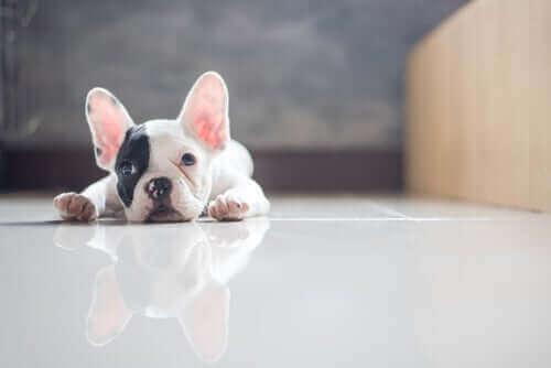 duvar yalayan frenchie