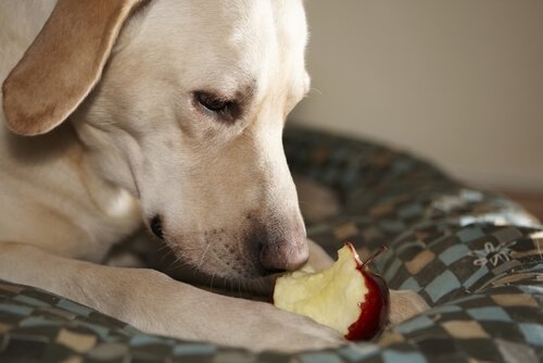 elma yiyen köpek