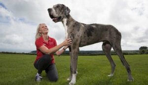 Dünyanın En Uzun Boylu Köpeği